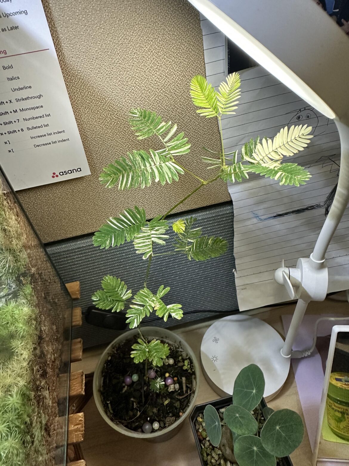 Mimosa Pudica Albo (sensitive plant)