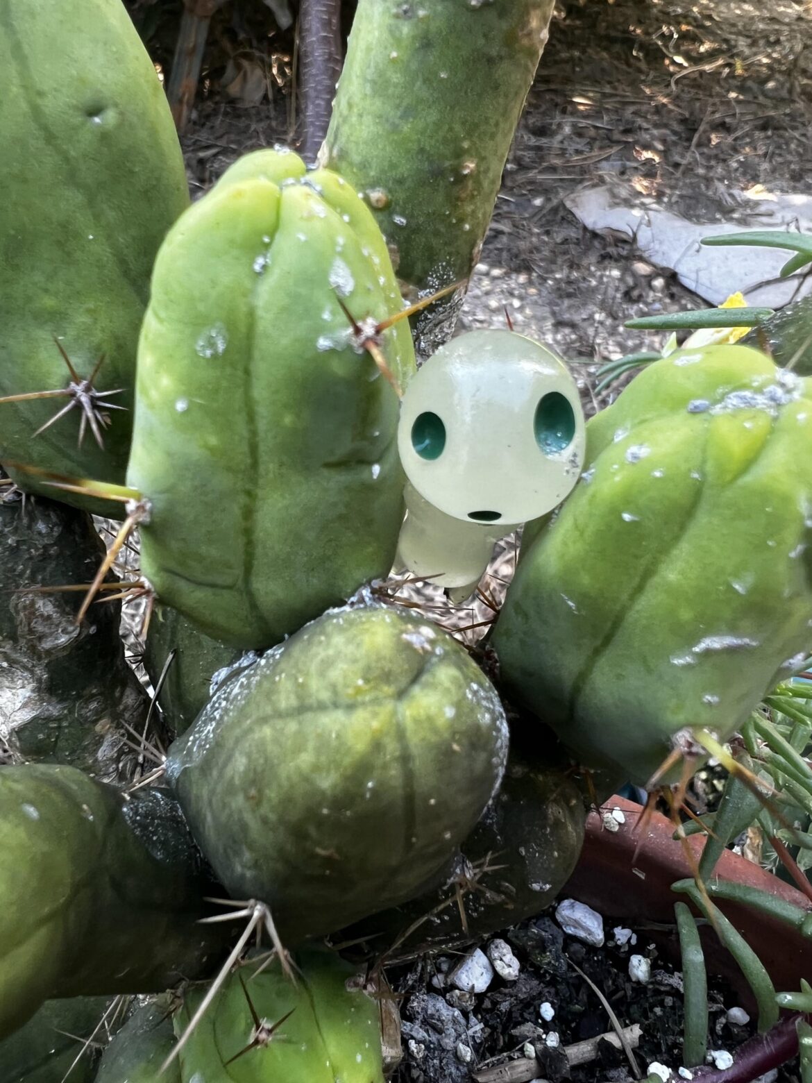 Best Bridgesii for Humidity Best Bridgesii for Humidity
