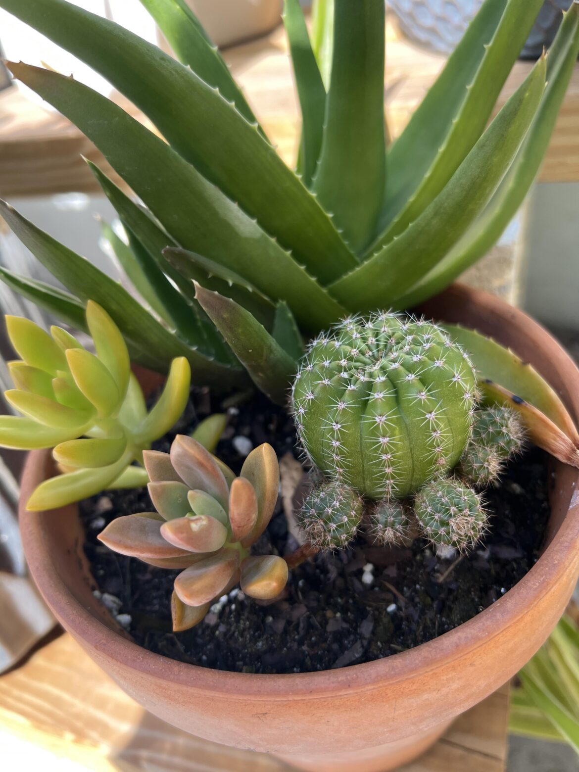 My pup has pups! How exciting 🤩