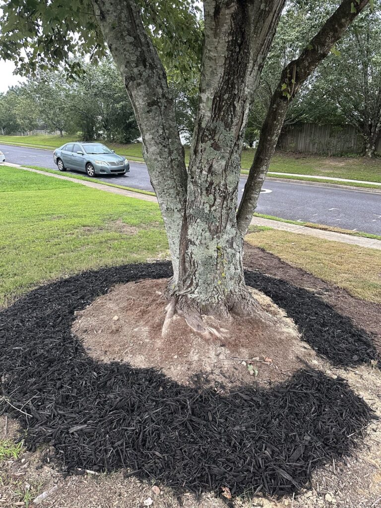 Can I add a little more mulch closer to the tree?