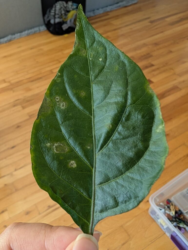 What’s happening to my pepper? What's happening to my pepper?