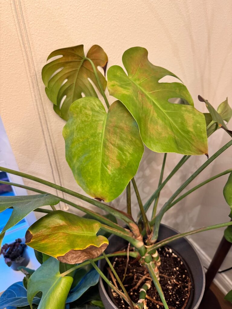 Is this just from under watering my monstera or something else?