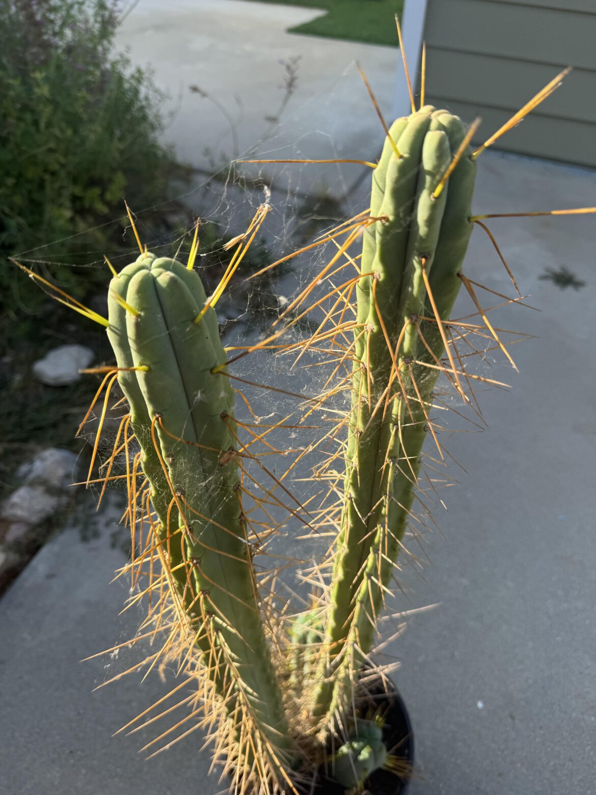 Spines pointing down?  What do I need to adjust  ?