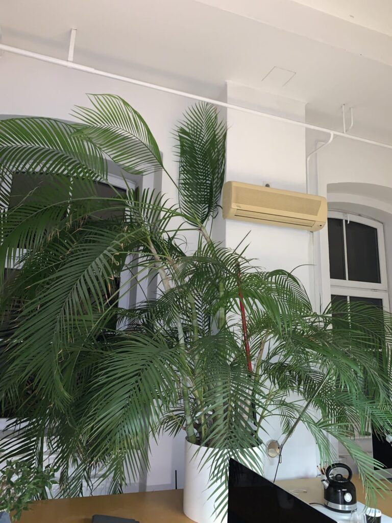 Huge Areca Palm not doing so well