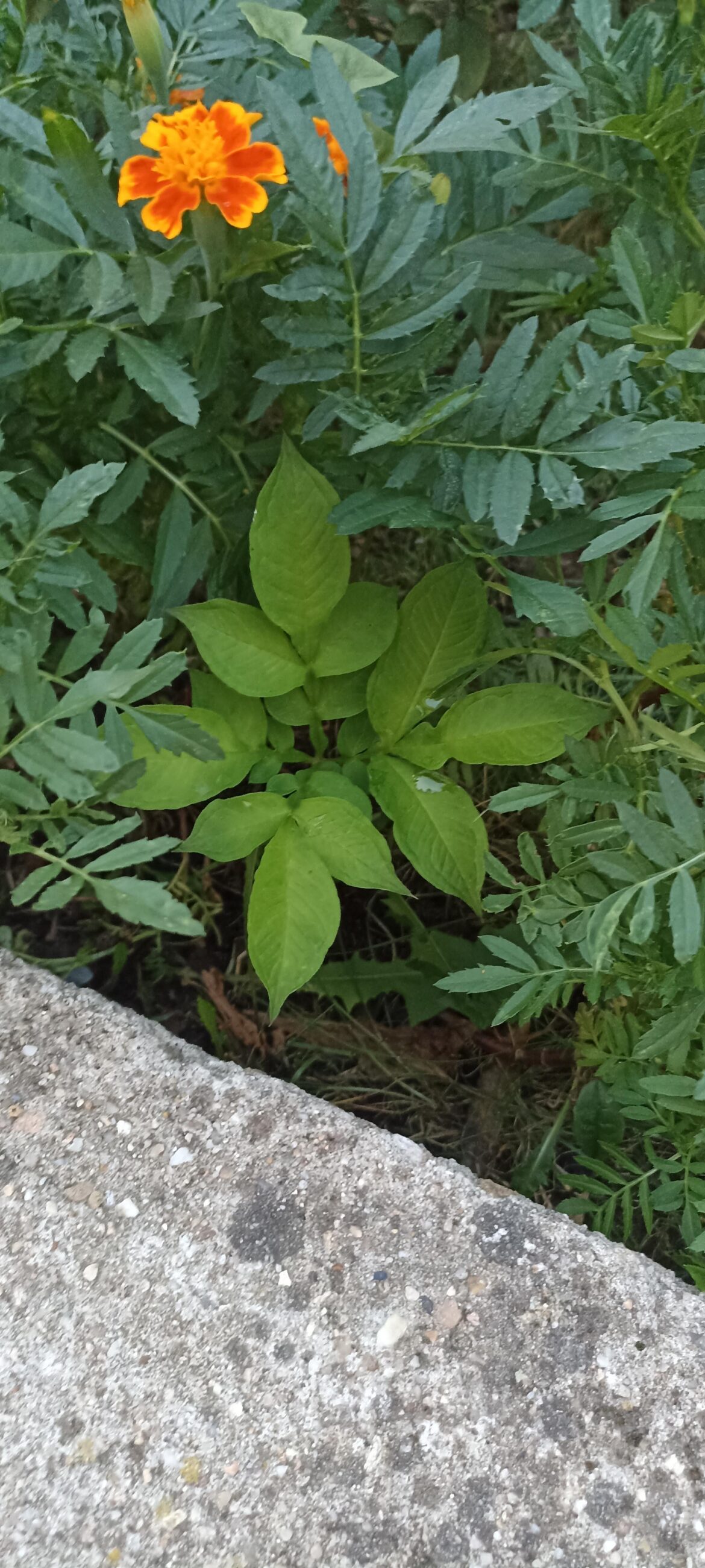 Seem like one offshoot fell out in the spring(konjac)