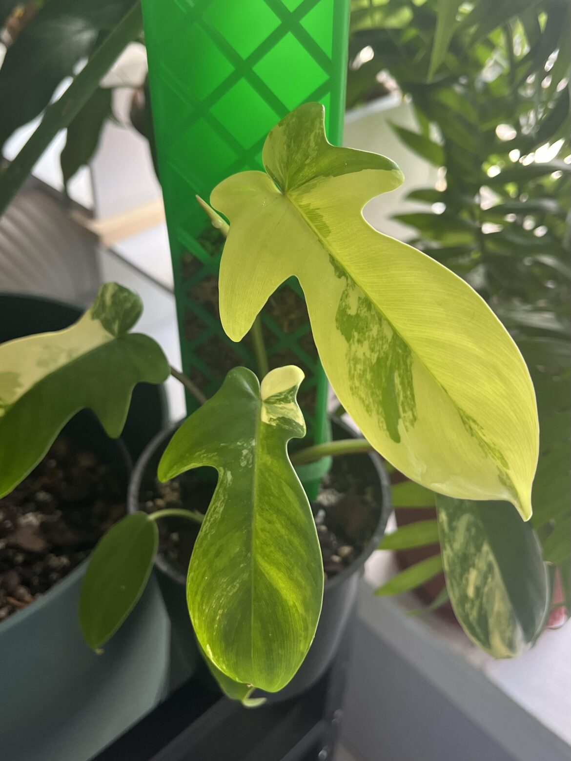 ☯️ flobe leaves