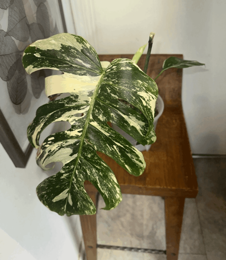 Is This A Large From Monstera Albo?