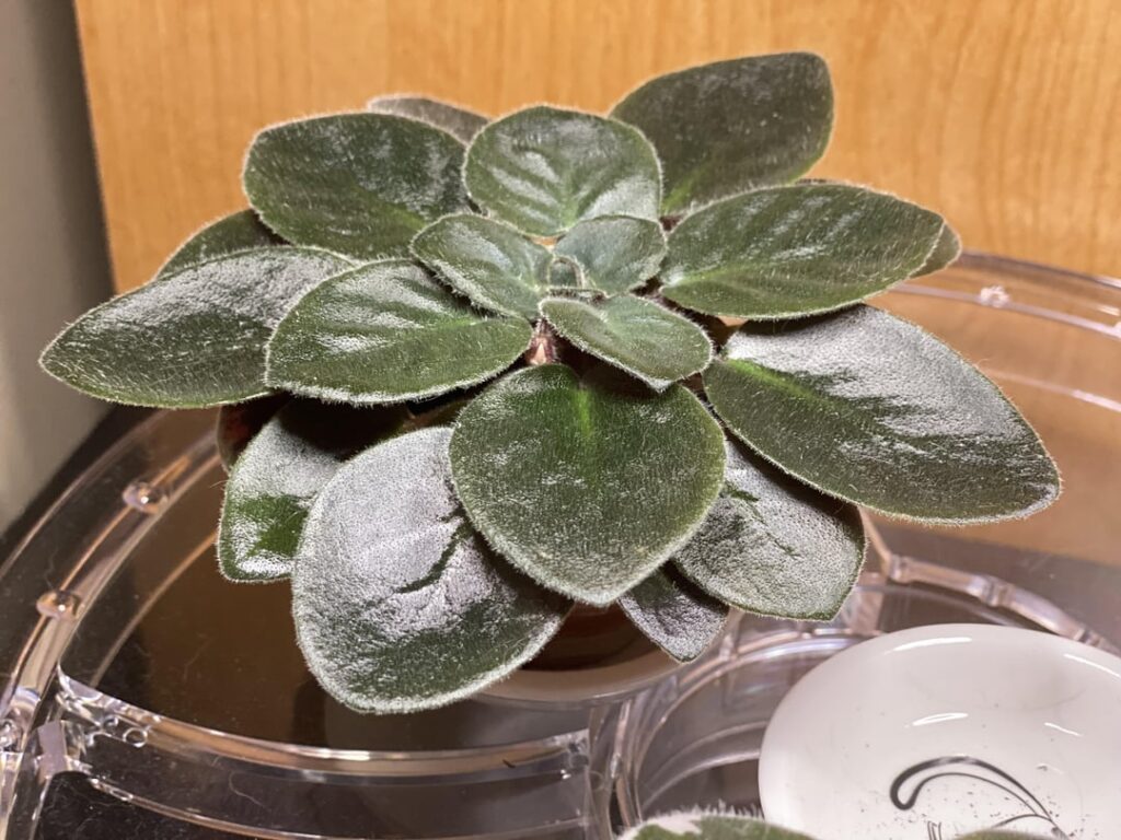 First bloom is always exciting when you don’t know what colour flowers you will get! Oh the waiting is killing me!!