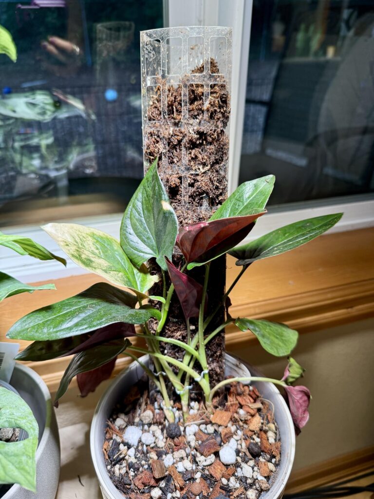 Question on my first moss poles Question on my first moss poles