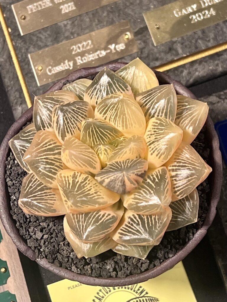 .. nice Haws at the Inter-City Cactus & Succulent show.