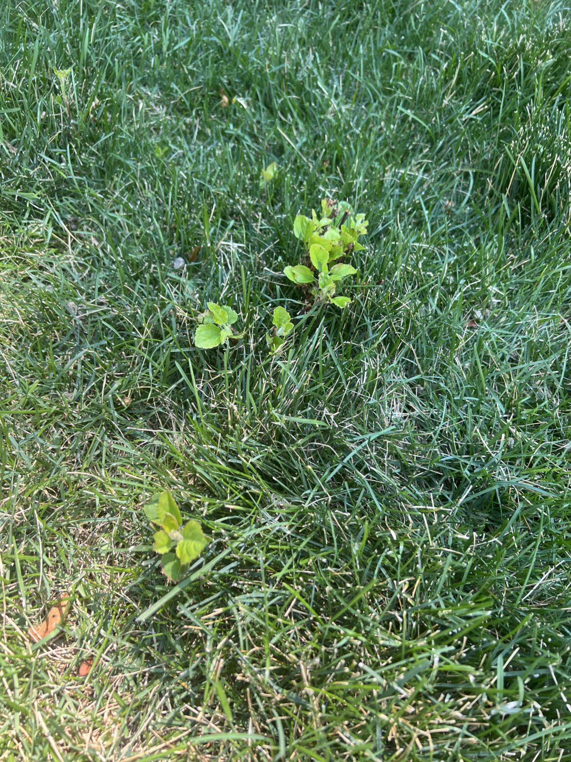 How to kill the weed but not the grass?
