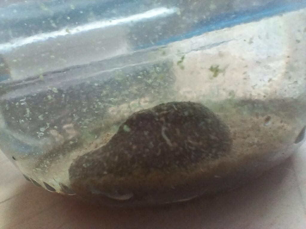 My first ecosphere My first ecosphere