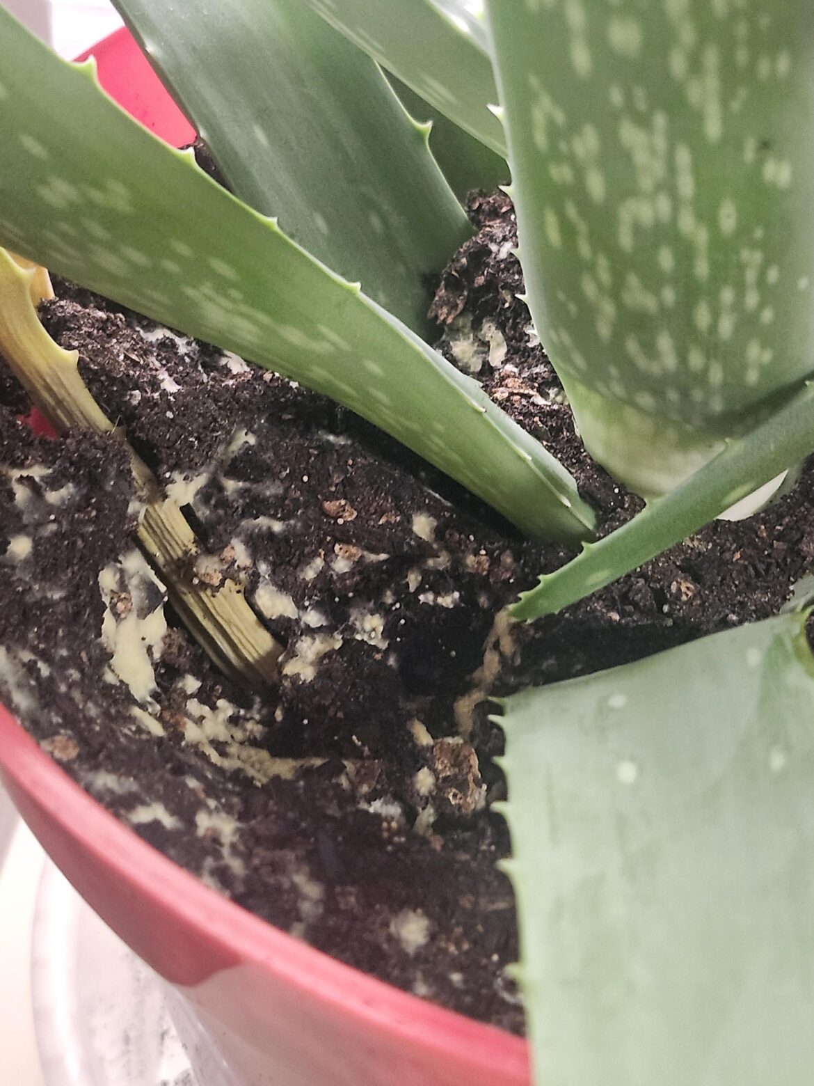 What's in the soil?