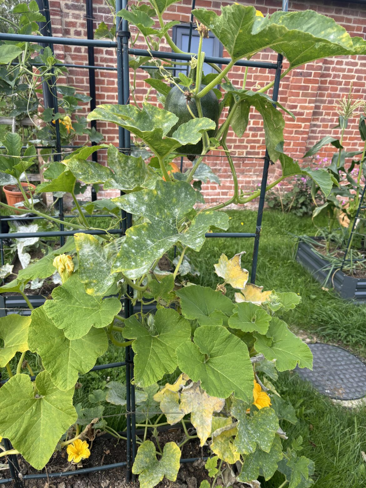 Pumpkins struggling with mildew again! Pumpkins struggling with mildew again!