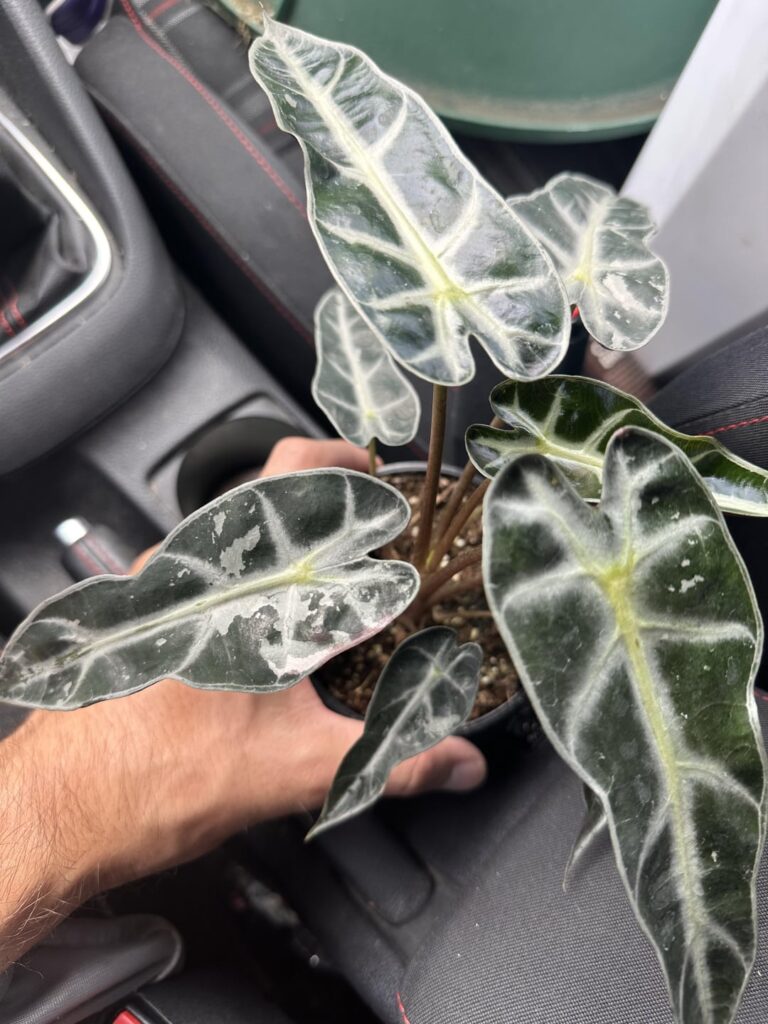Is this a bambino variegated alocasia? Found in Lowe’s on