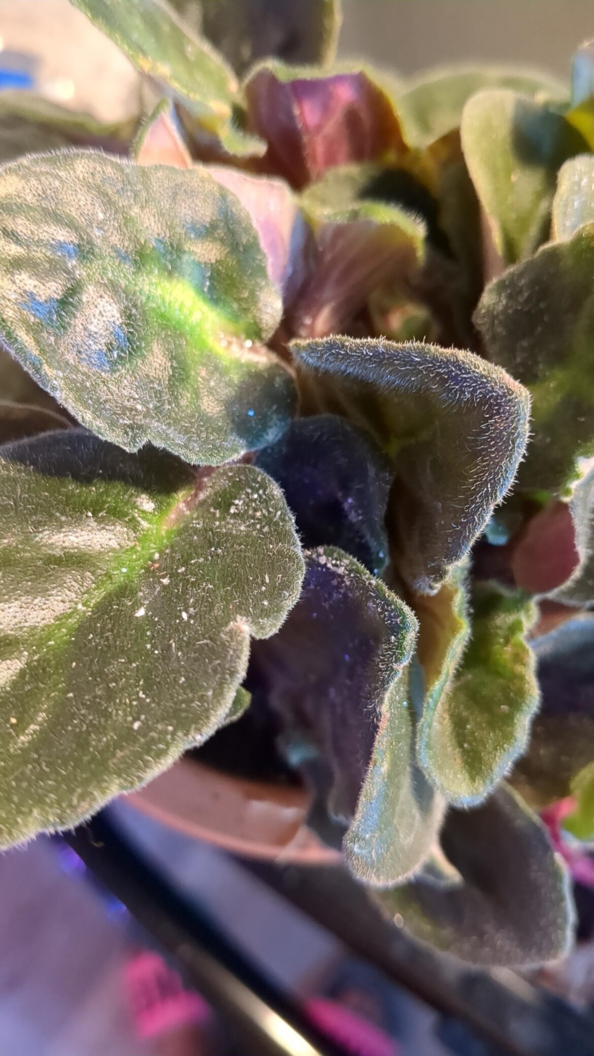 What are these crystals!