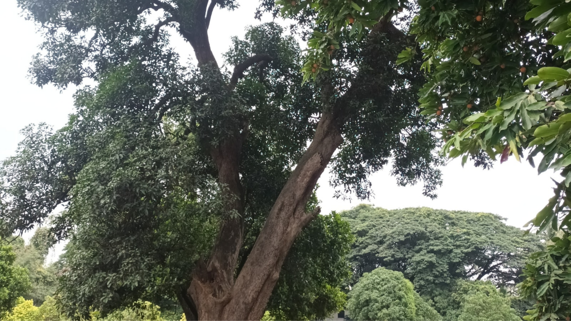 The mango tree at Ganeshkhind Garden which was planted during the Peshwa-era
