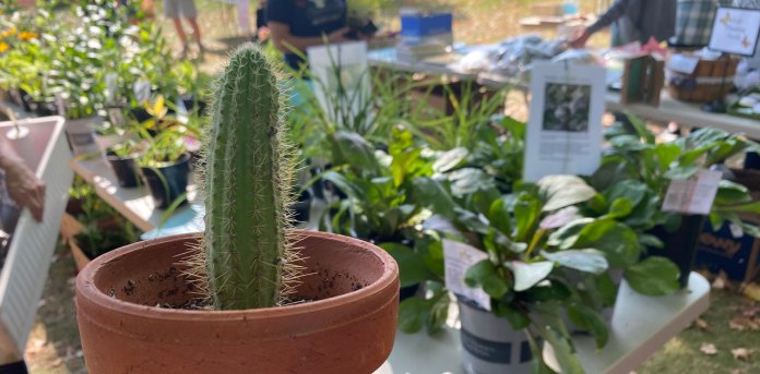 master gardener plant sale cactus