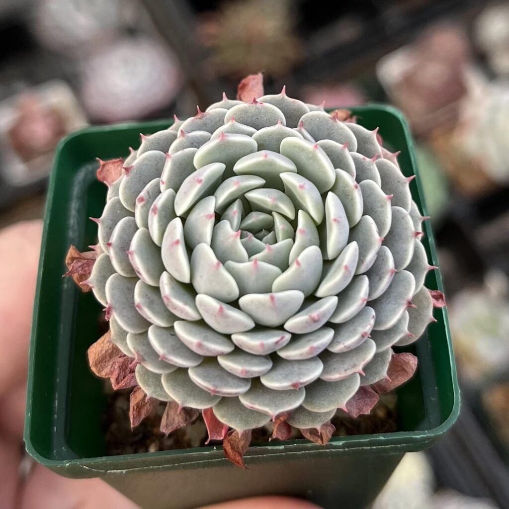 Pinweel