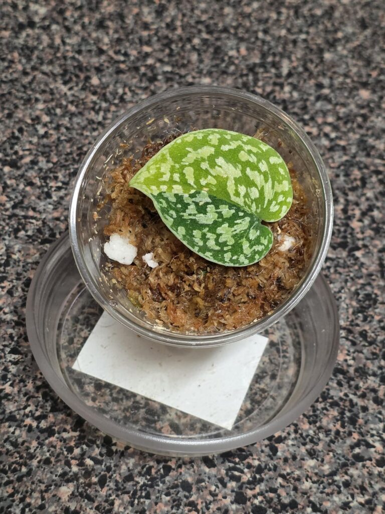 Scindapsus Dara (variegated Snake Scale)