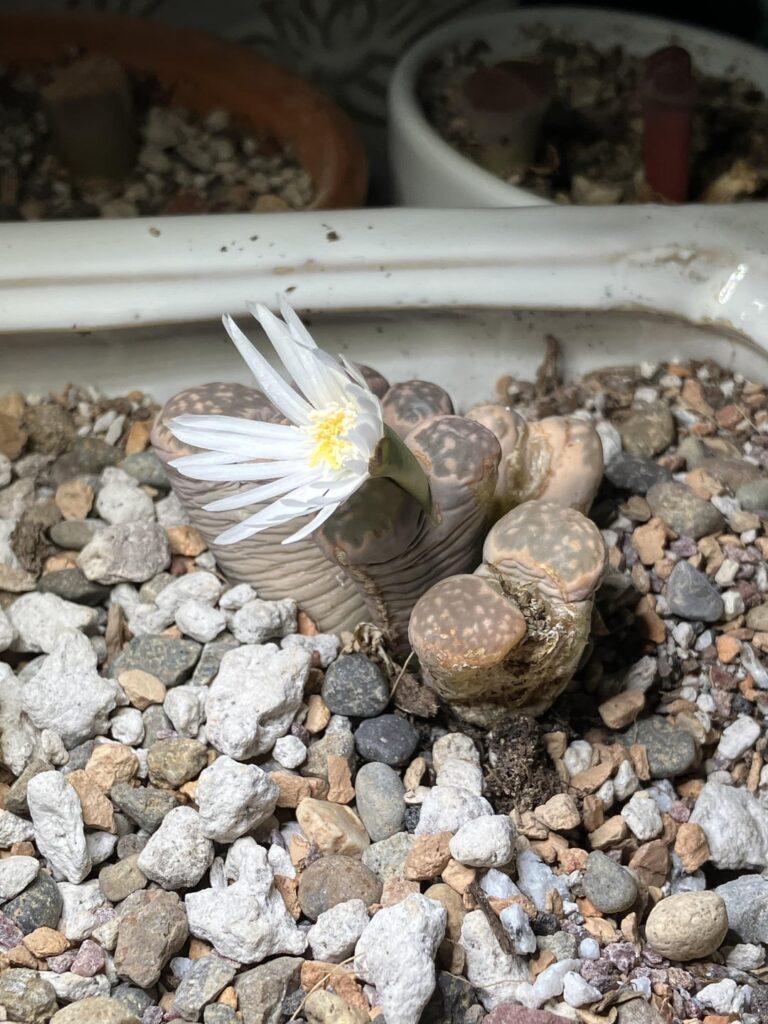 My “butts” are flowering!