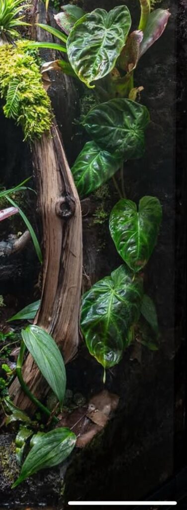 What plants are these two?