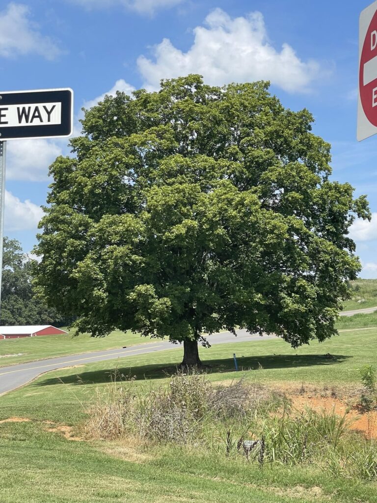 I WENT BACK TO THE BEAUTIFUL TREE I SAW ON THE WAY TO DOLLYWOOD! I took more pictures so we can figure out what kind of tree it is! I am committed to the cause 🤣