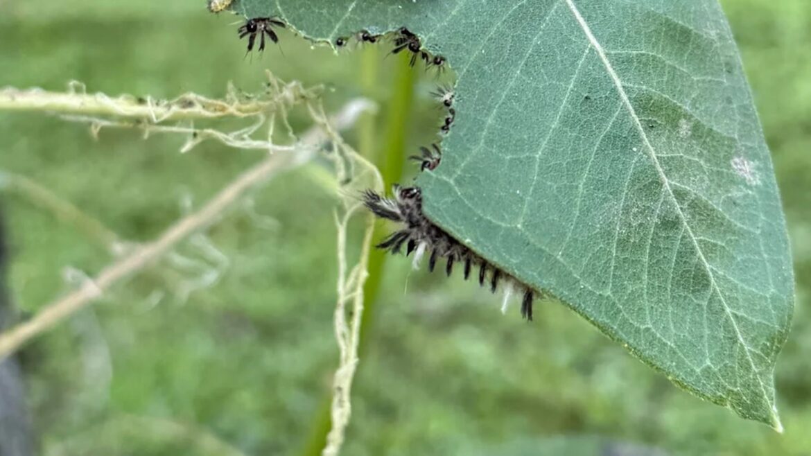 "My other garden communities are reporting the same."