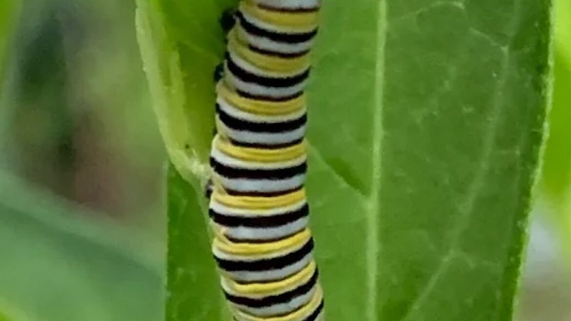 ‘The kind of transformation that makes gardening feel magical’ "This is incredible."