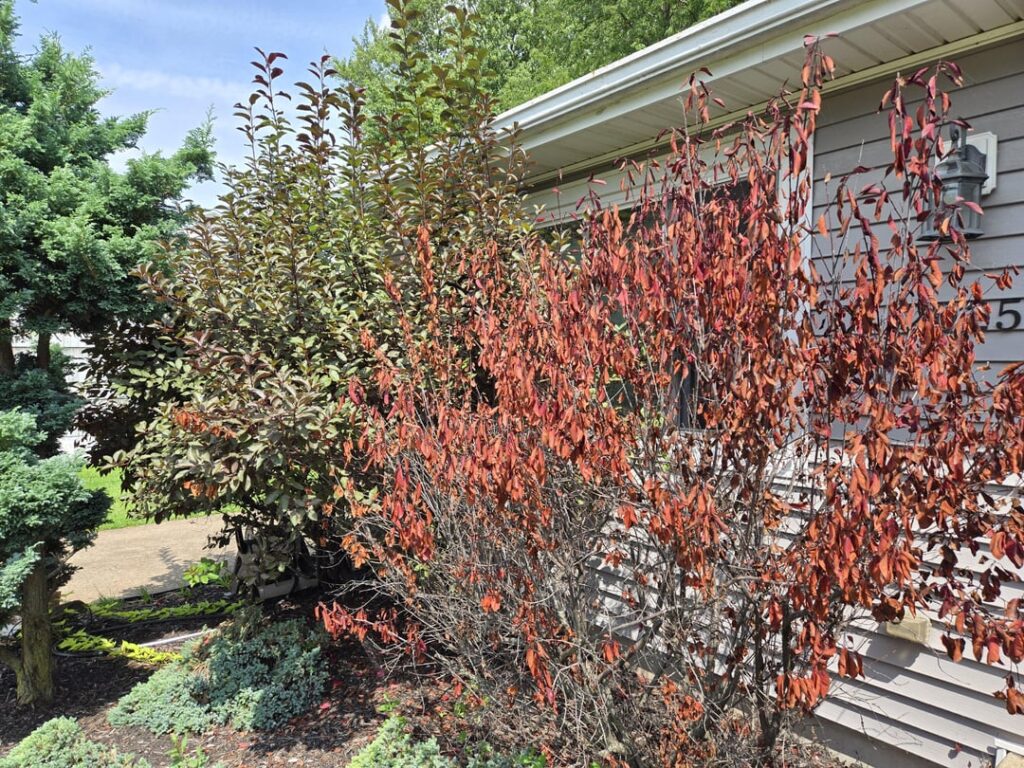 Help figuring out bush issue Help figuring out bush issue