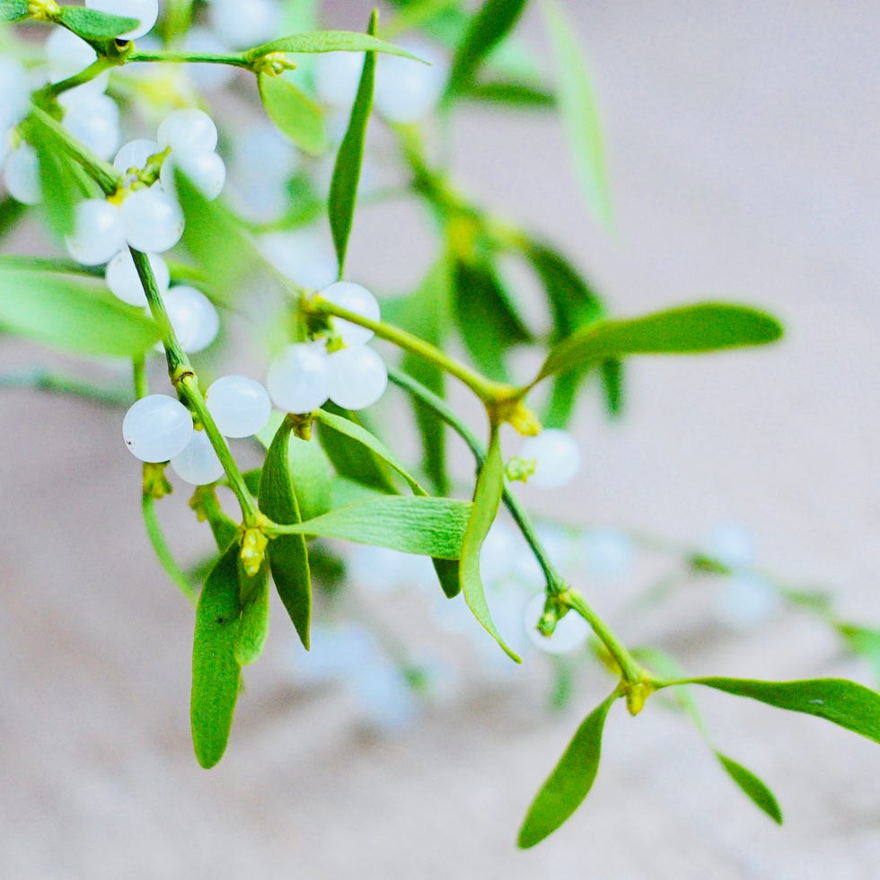 most toxic plants mistletoe