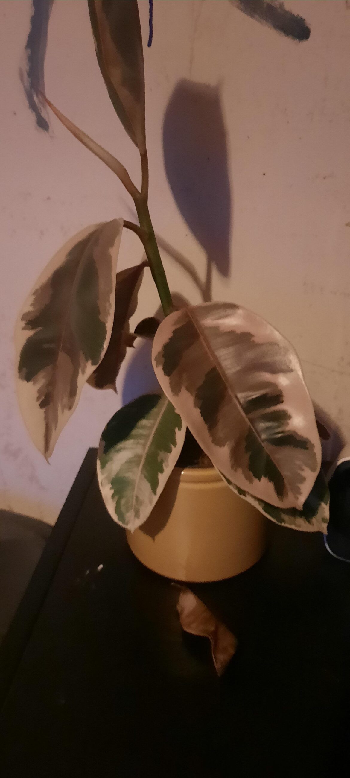 Hey my rubber tree is looking very sad and losing leafs any advice would be appreciated