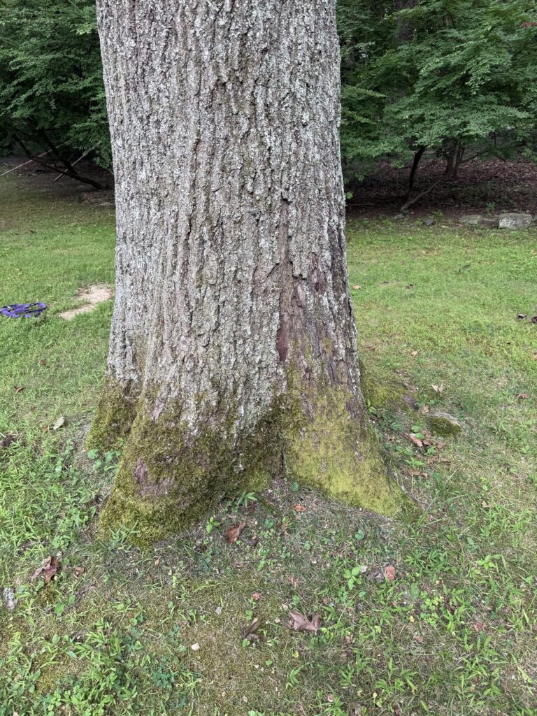 Is the moss and grass near the root flare a problem for my 100+ year old Oak?