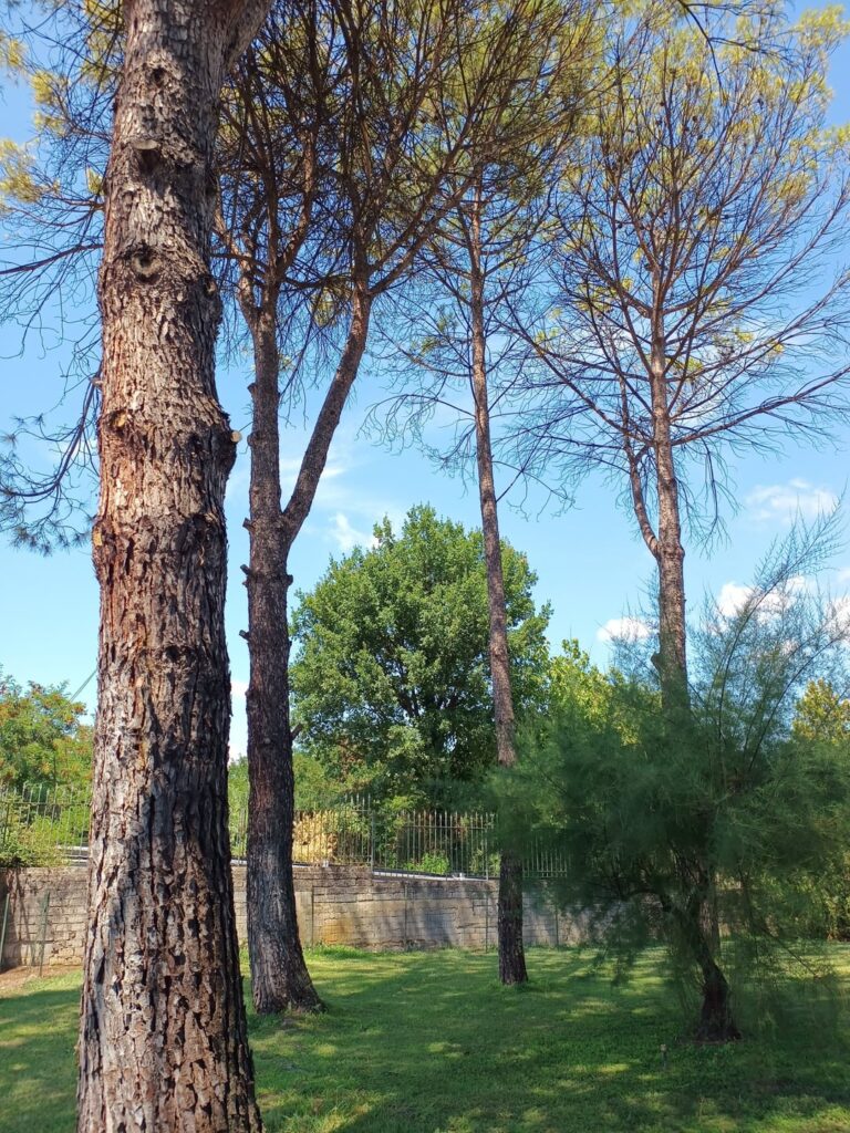 Pinus Pinea have holes in them, arborists say to take them all down. Pinus Pinea have holes in them, arborists say to take them all down.