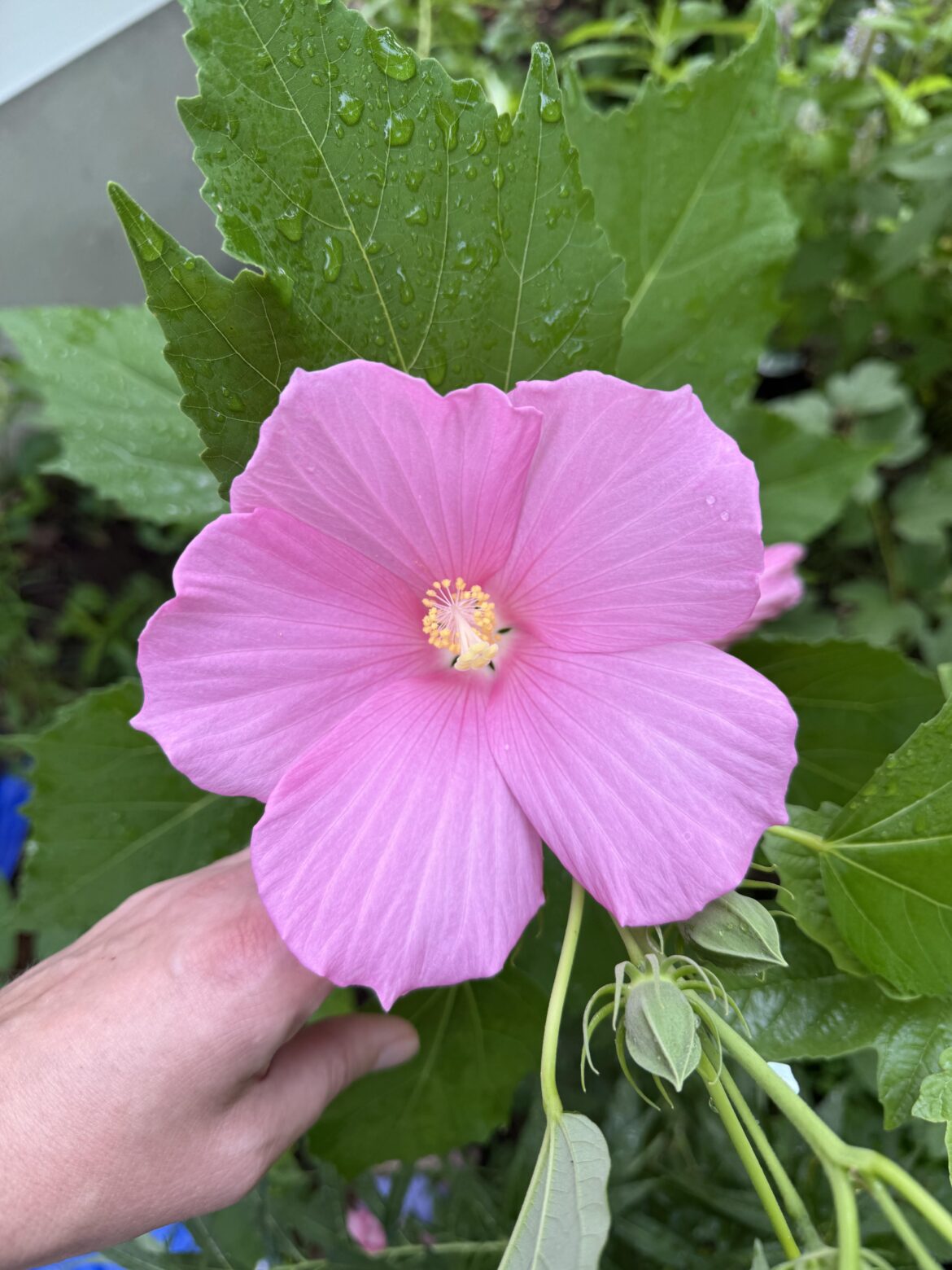 I’m still in awe that this is a native plant