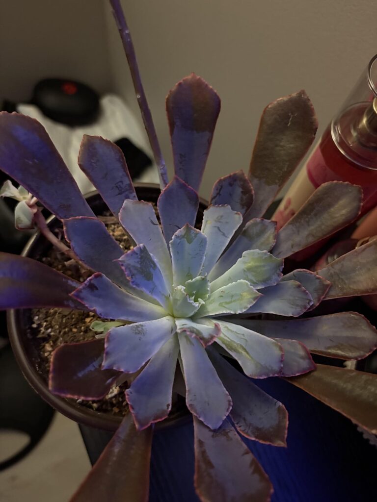 Advice on new plant?