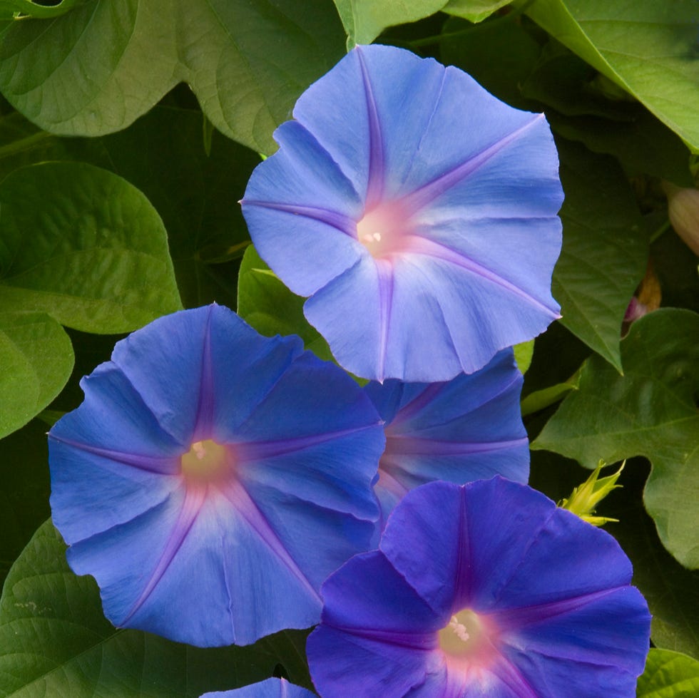 most toxic plants morning glory flowers