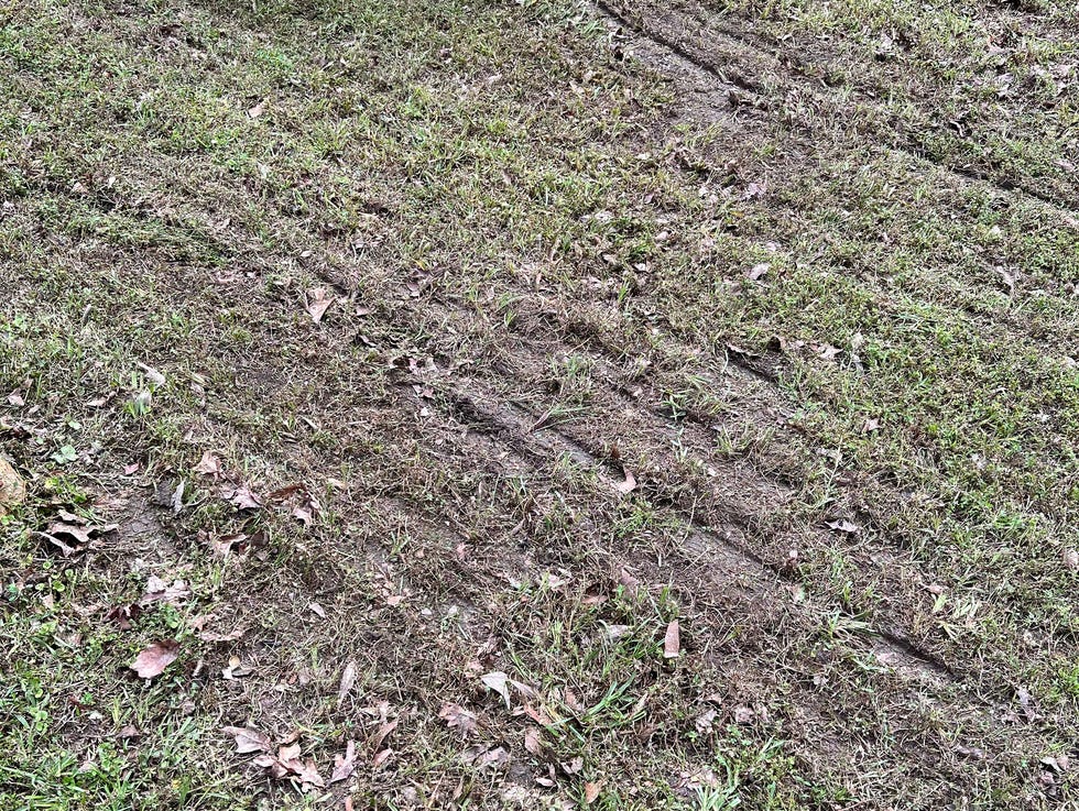 lawn rutting from being mown wet