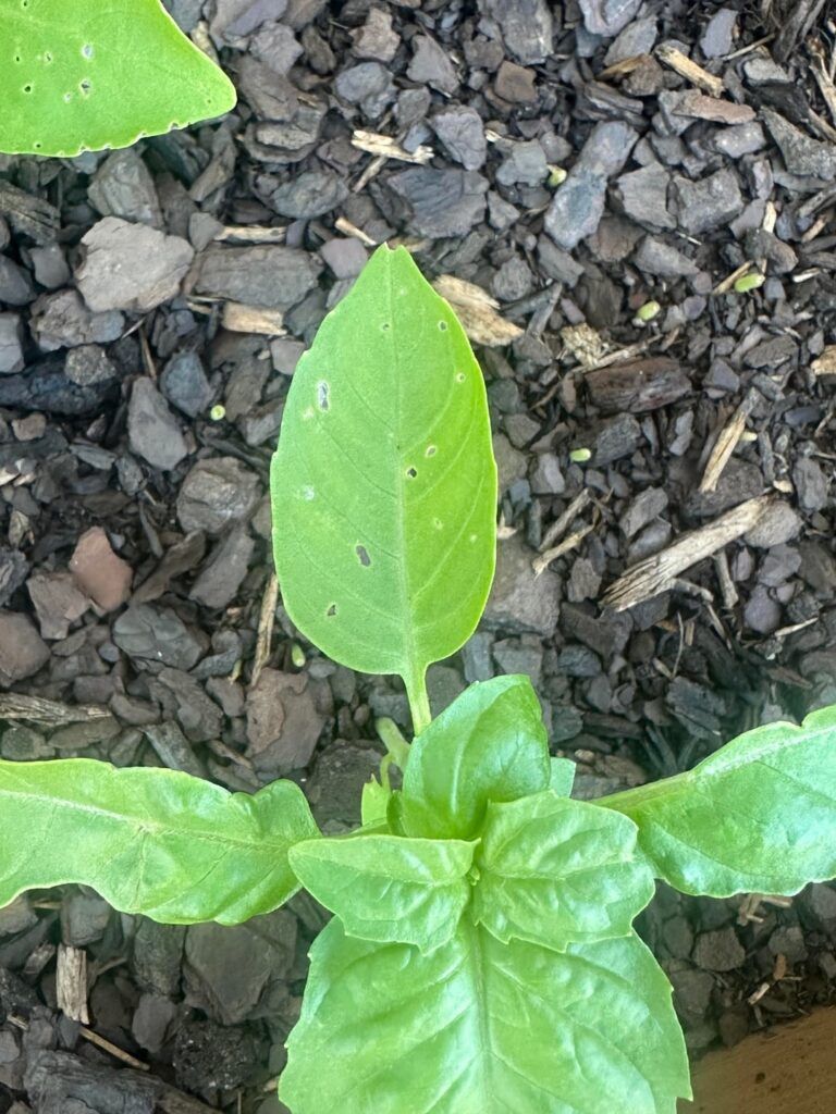What’s eating my herbs?