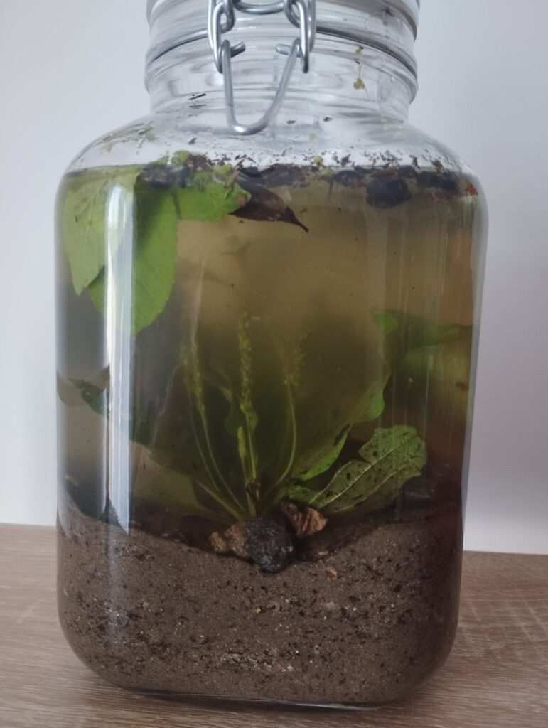 First ever ecosphere from a beginner First ever ecosphere from a beginner