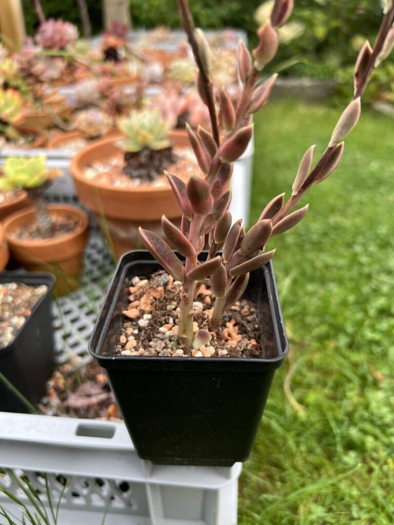 I planted these Echeveria Serrana flower stalks just to see if the would propagate, at least one did!