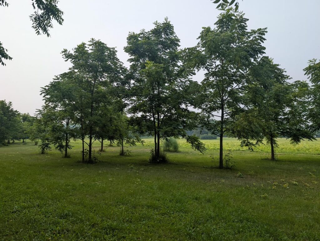How to manage these many walnut trees How to manage these many walnut trees