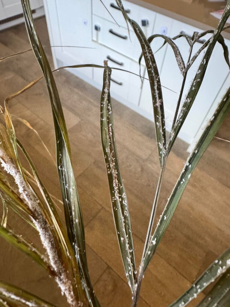 What’s this on my parlour palm leaves?