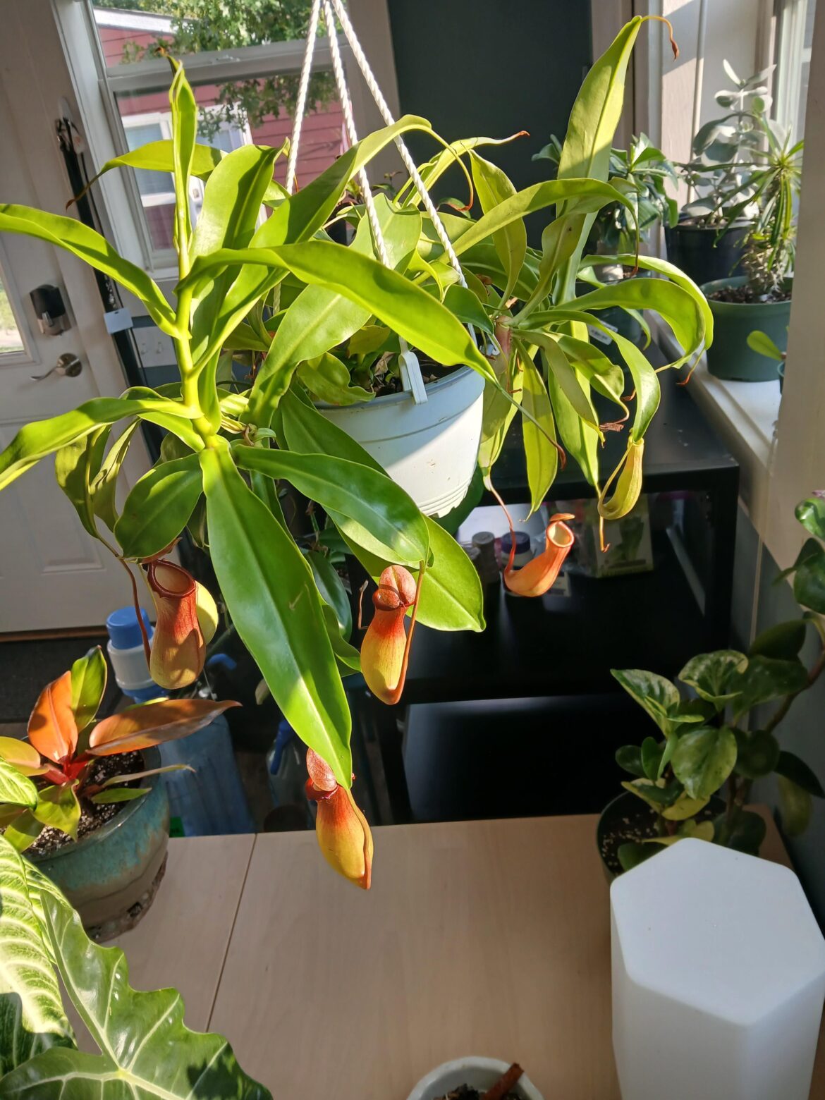 My Lovely Nepethes ventricosa