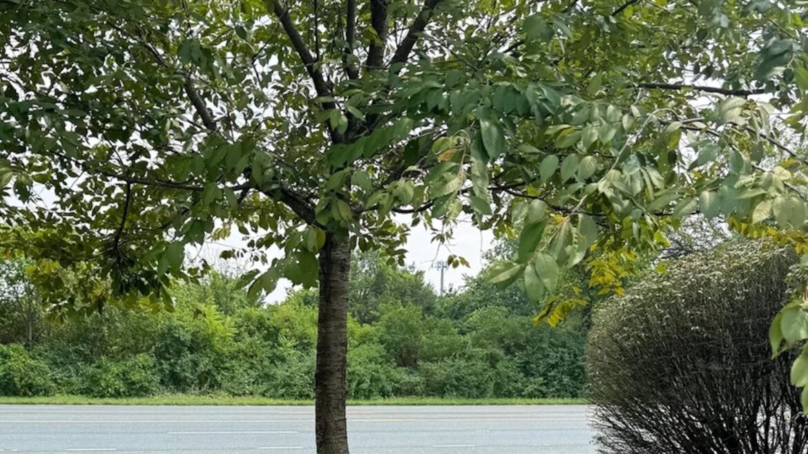 It can be very harmful.