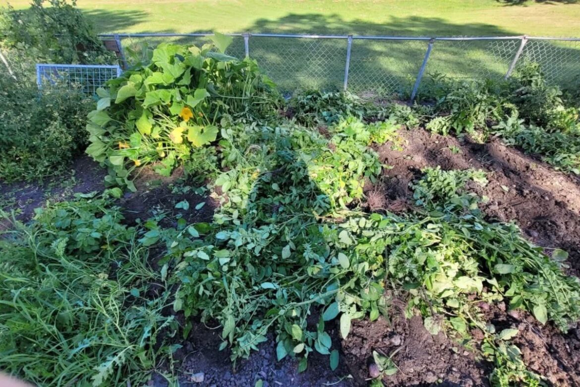 Central Alberta community garden lives on despite vandalism