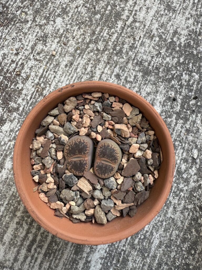 2, 3 and 4 of my sons (Lithops)