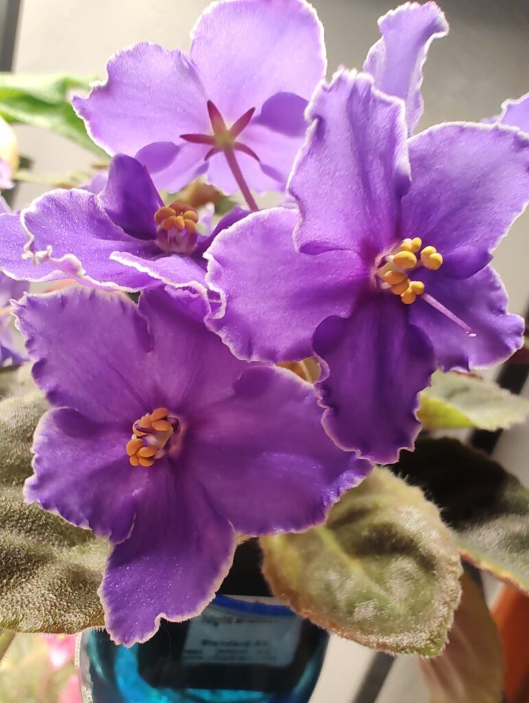 Abundant blooms! 🥰 Abundant blooms! 🥰