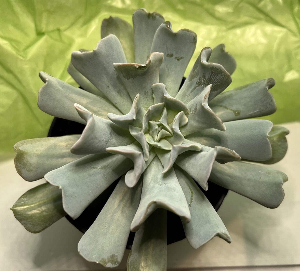ID