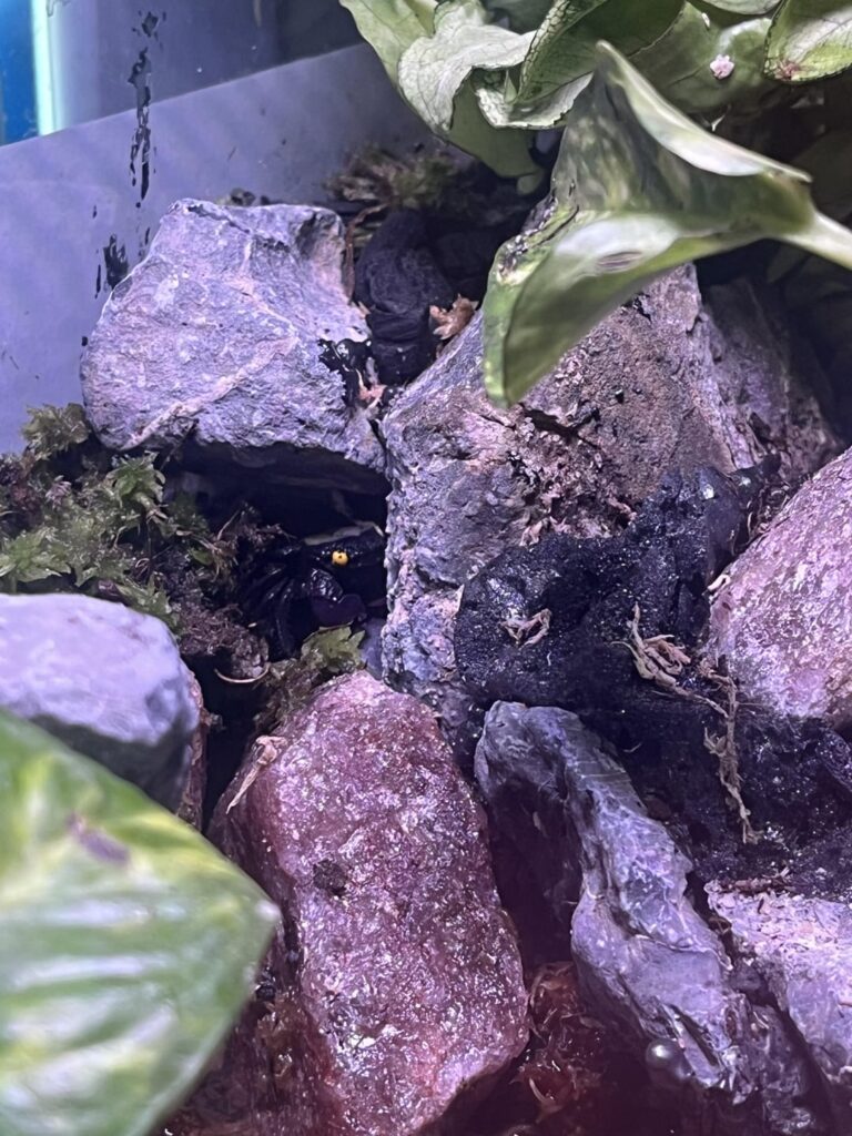 Had to share this little guy Had to share this little guy